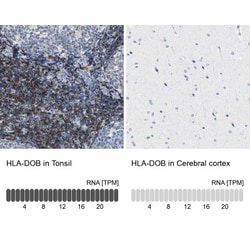 HLA DOB Antibody, Novus Biologicals 0.1mL; Unlabeled:Antibodies, Polyclonal